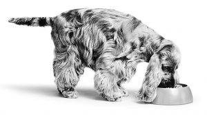 meilleur-aliment-pour-chiens-cocker-anglais
