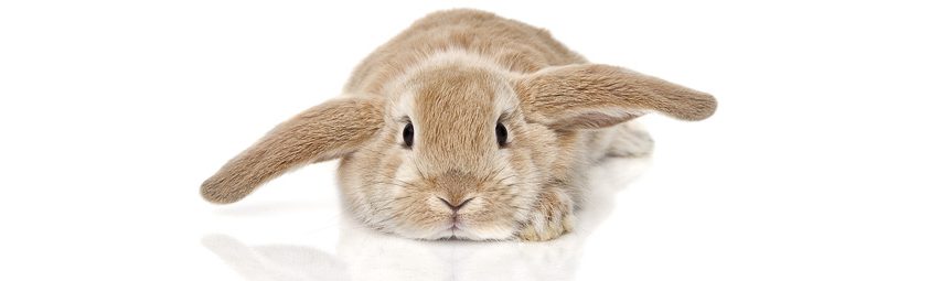 Lapin sur la pelouse, que faire?