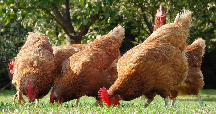 Poux rouges des poules