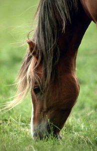 Comment gérer la prairie de mon cheval