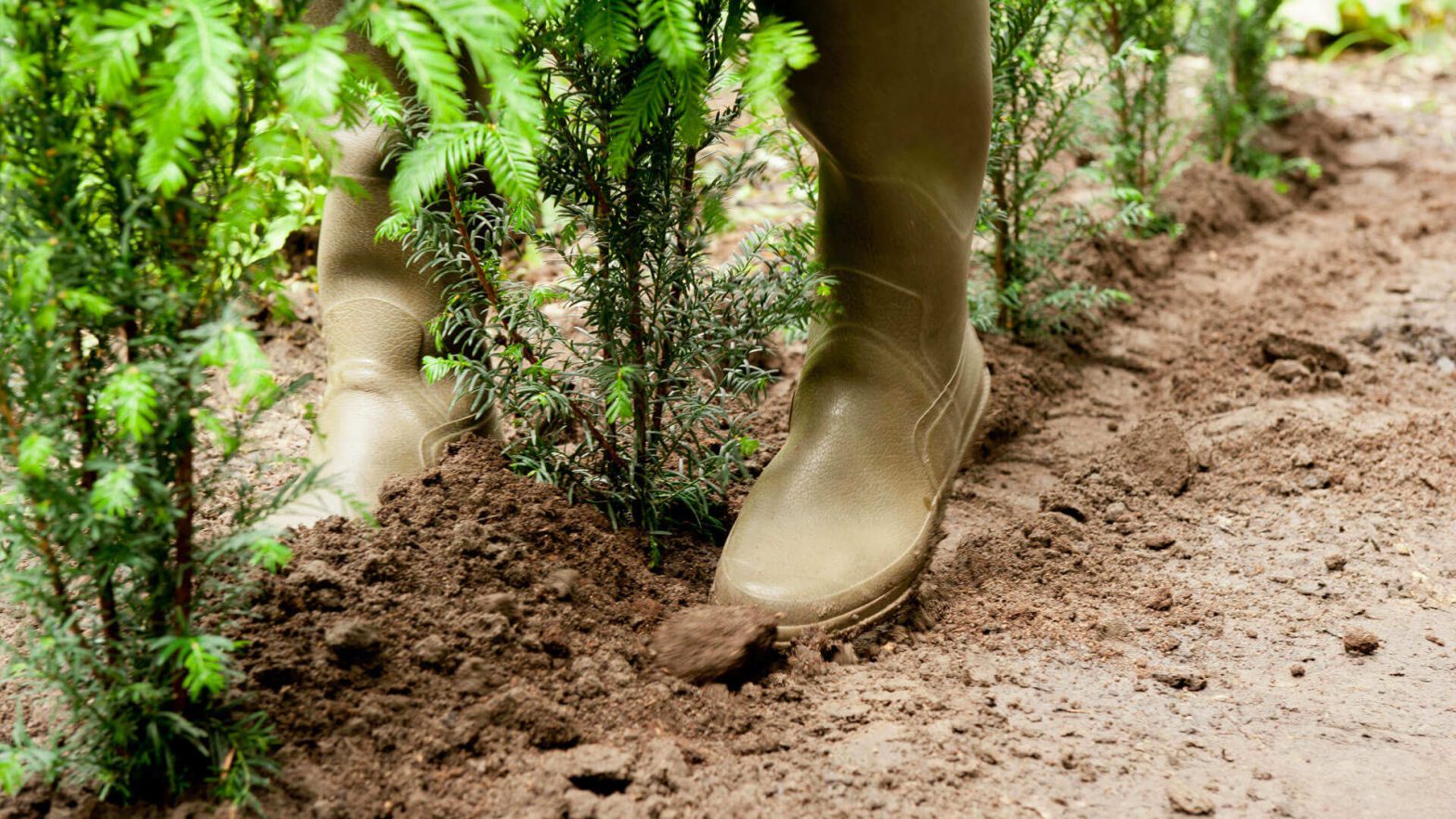 Comment réussir vos plantations