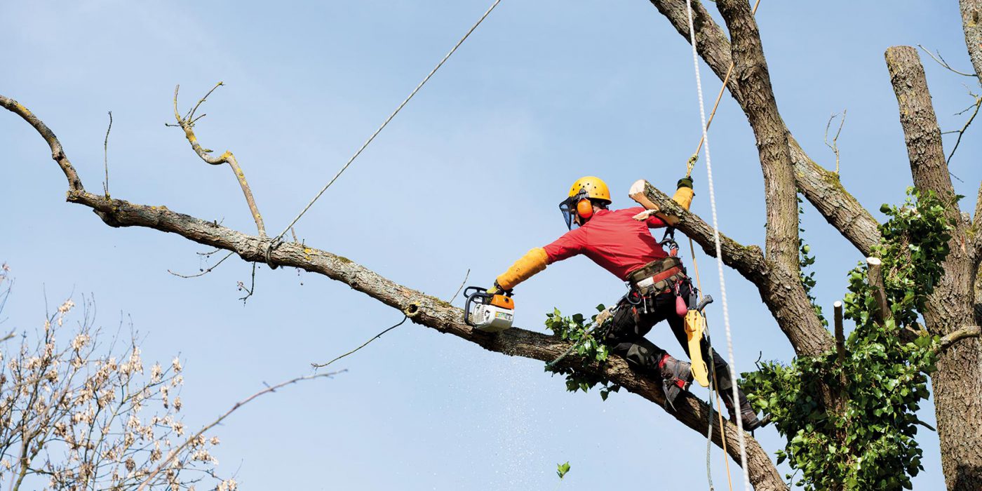 élagage monsieur avec t shirst rouge sur un arbre