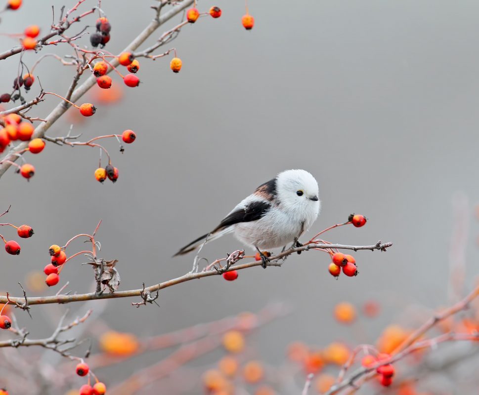 Oiseaux blanc sur arbre avec feuilles orange rouge