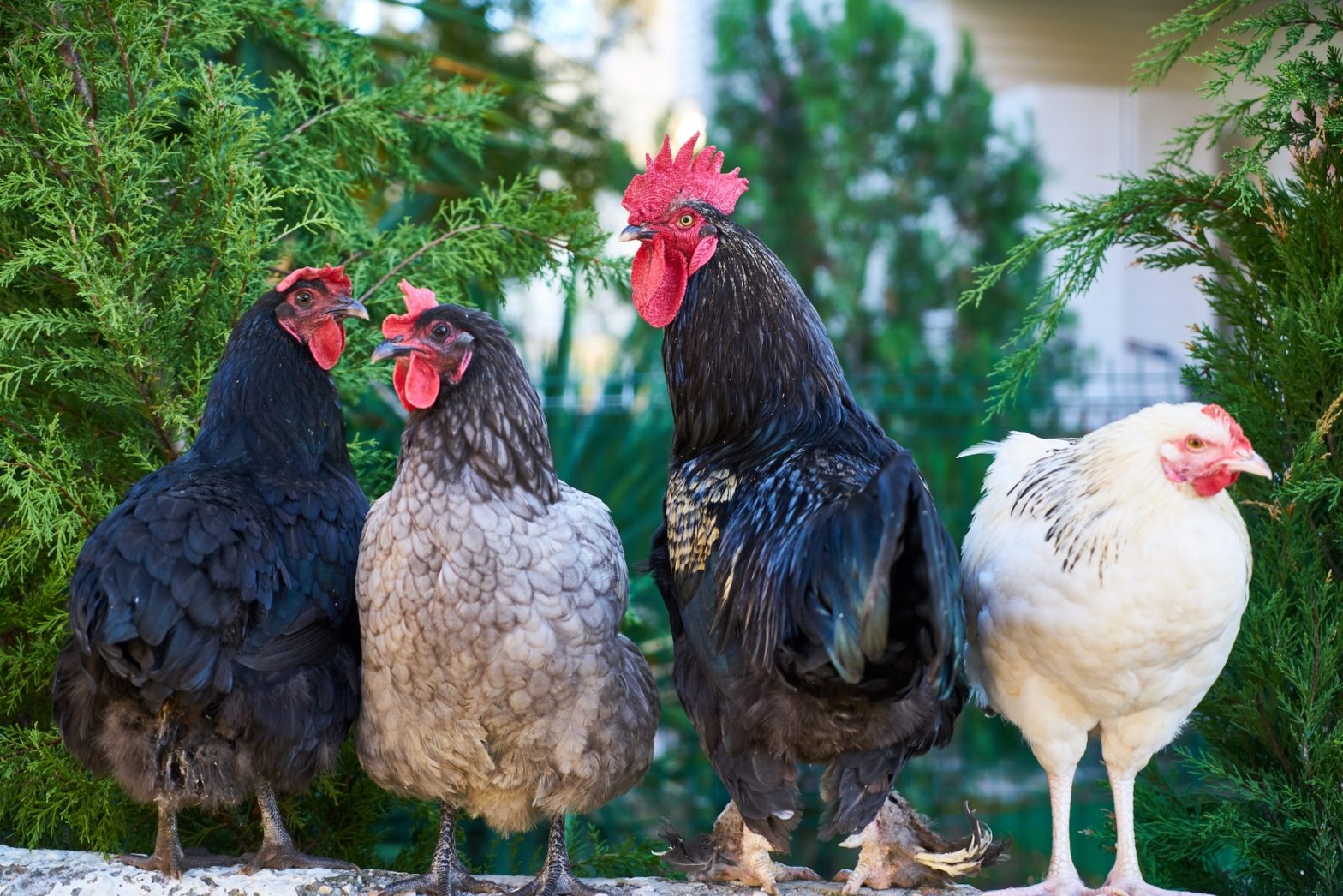 4 Poules Photo de Engin Akyurt