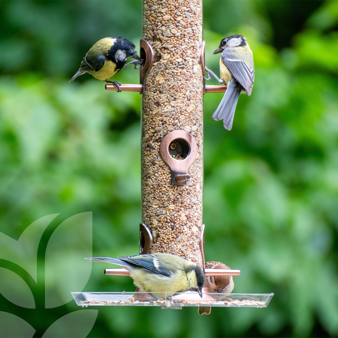 C'est le moment de nourrir les oiseaux – Ligue Royale Belge pour